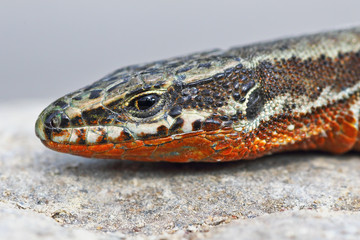 common wall lizard, male in mating season