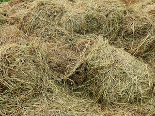 pile of hay dry grass