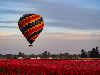 hot air balloons in the sky