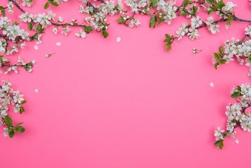 Fototapeta premium photo of spring white cherry blossom tree on pastel pink background. View from above, flat lay