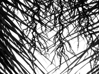 silhouette palm leaf on white background