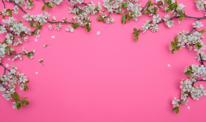 photo of spring white cherry blossom tree on pastel pink background. View from above, flat lay