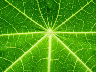 texture of papaya leaf