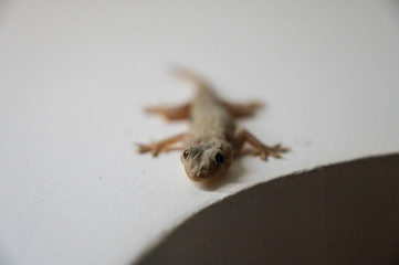 Lizard