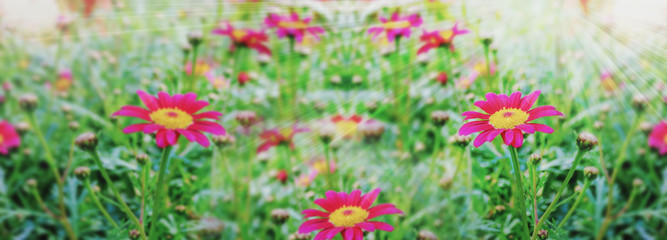Fototapeta premium field of pink flowers