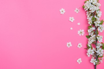 photo of spring white cherry blossom tree on pink background. View from above, flat lay, copy space. Spring and summer background.