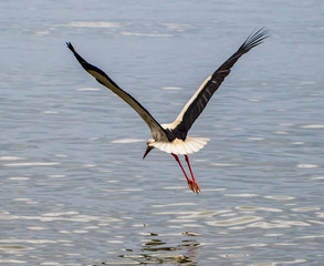 A stork flying over the lake. White stork in the nature habitat. 