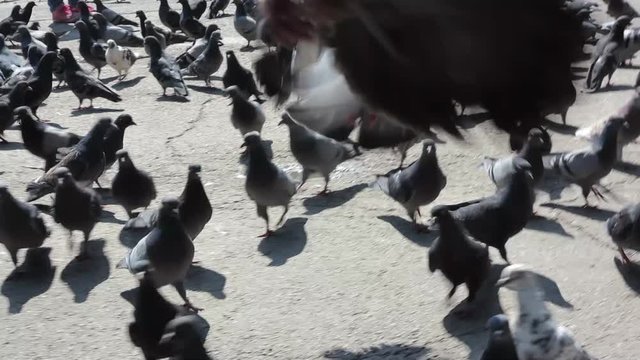 a child runs among the pigeons in the town square