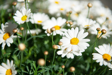 Obraz premium Chamomile blooming flowers. Daisies meadow. Beauty in spring nature.