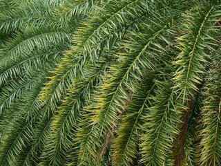 palm leaf