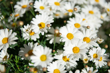 Chamomile blooming flowers. Daisies meadow. Beauty in spring nature.