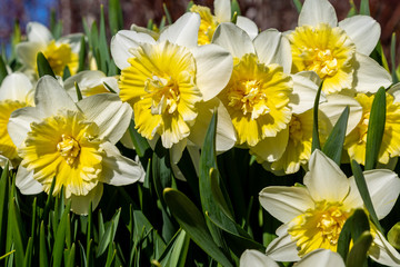 Obraz premium Bunch of Dafodils