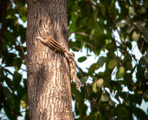 Two Indian Palm Squirrels kissing, in the tree