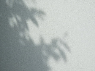 Fototapeta premium shadow leaf on white wall background