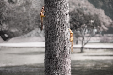 Two Indian Palm Squirrels, on two sides of the tree,
