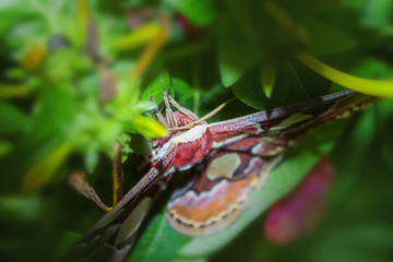 Rothschildia moth jacobaeae on green leaves giant Argentina moth, cecropia moths, The Atlas of Rothschild,