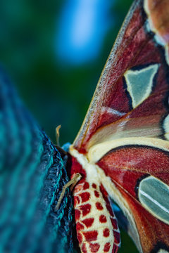 butterfly, Argentina moth, cecropia moths.