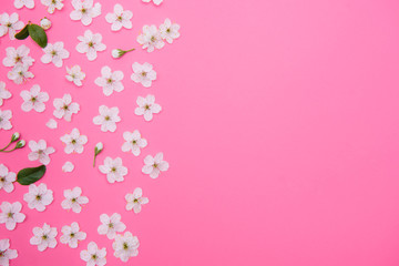 cherry flowers on the pink background. spring background