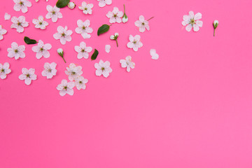 cherry flowers on the pink background. spring background