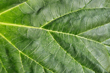 Close-up of horseradish leaf in the vegetable spring time garden