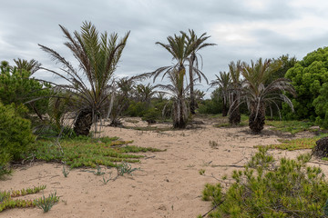Obraz premium Palm trees on sand dunes