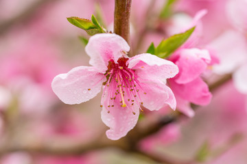 Spring blooming pink peach