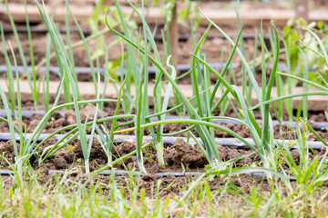 Vegetable garden with drip irrigation system. Drop by drop equipment for gardening.