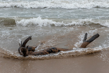 Dead tree trunk on the beach