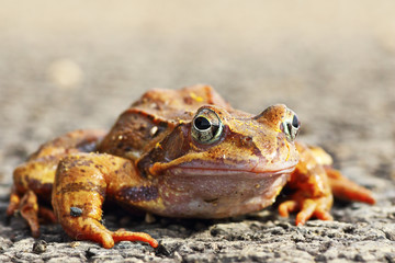 full length agile frog