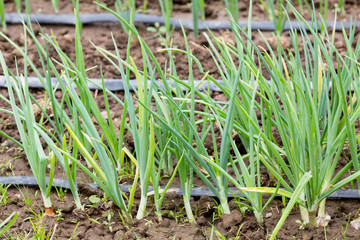 Vegetable garden with drip irrigation system. Drop by drop equipment for gardening.
