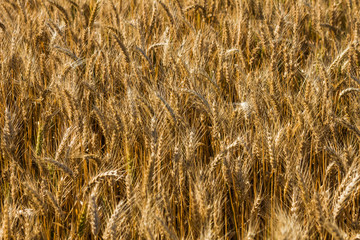 golden wheat field