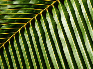 palm coconut leaf texture
