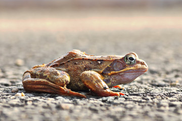 full length side view of agile frog