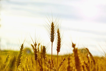 Fototapeta premium field of wheat