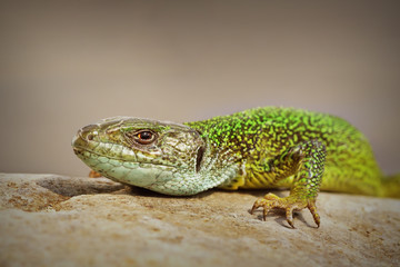 large european green lizard close up