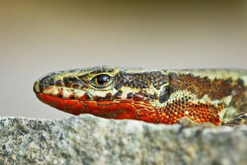 macro image of male Podarcis muralis