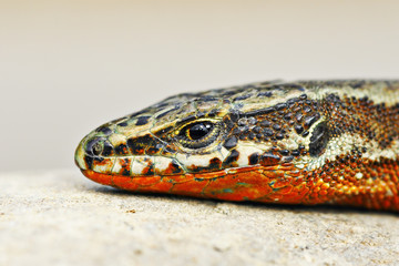 macro portrait of male wall lizard