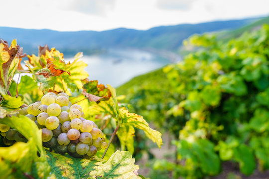 Weinberge im Bopparder Hamm am Mittelrhein