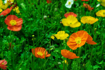 Colorful poppy flowers , papaver field on sunny day.