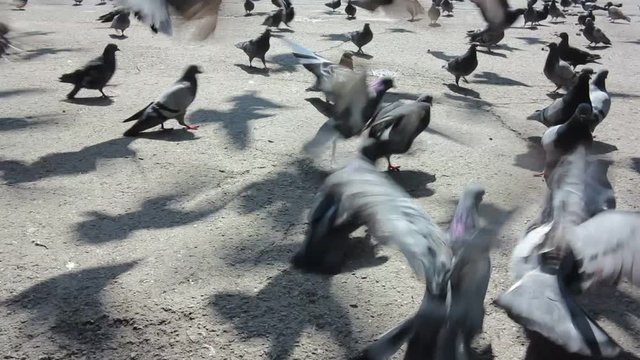 a large cluster of pigeons in the town square