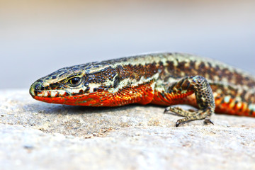 Podarcis muralis closeup