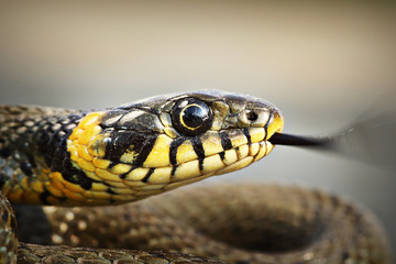 portrait of a grass snake
