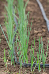 watering system drop by drop on growing onions