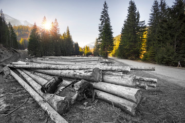 Deforestation in the Tatra Mountains