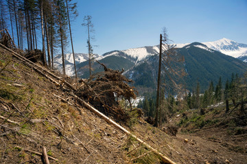 Deforestation in the Tatra Mountains