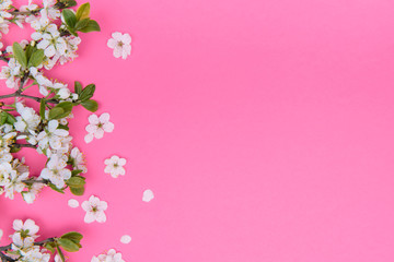 Fototapeta na wymiar photo of spring white cherry blossom tree on pink background. View from above, flat lay, copy space. Spring and summer background.
