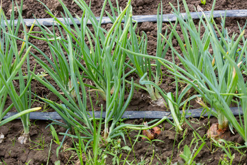 watering system drop by drop on growing onions