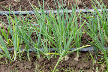 watering system drop by drop on growing onions
