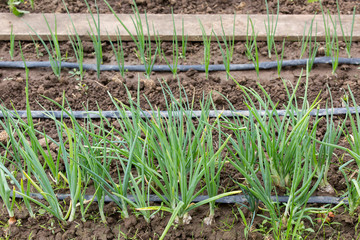 watering system drop by drop on growing onions