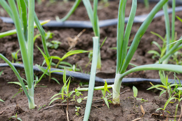 watering system drop by drop on growing onions